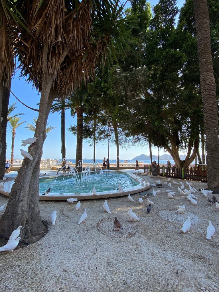 El parque de Elche en Benidorm con palomas blancas 